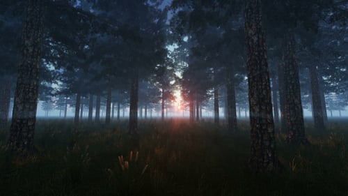 Sunset in Pine Forest