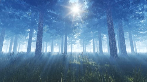 Pine Forest and Sun