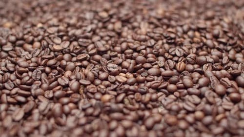 Lot of brown coffee beans lie, filling the whole space. Background roasted coffee beans