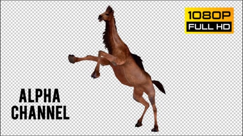 Animated Brown Camel Walk Cycle