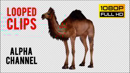 Realistic 3D Brown Camel Walking Animation