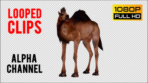 Camel 5