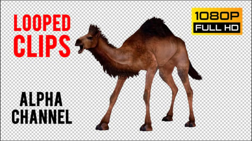 Camel 6