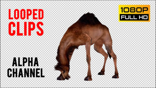 Camel 7