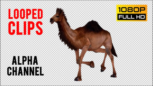 Camel 8