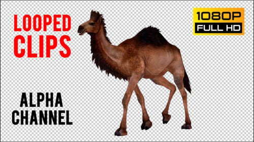 Camel 12