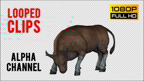Animated 3D Bull Grazing and Standing Seamless Loop