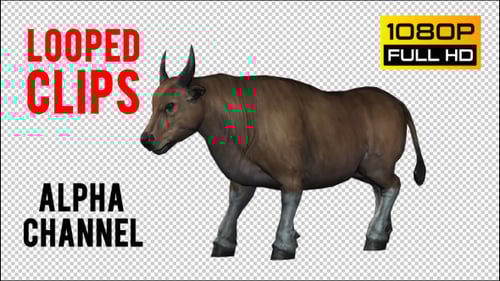 3D Realistic Animated Bull Walking Cycle