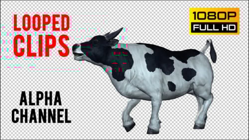 3D Animated Cow Mooing and Tail Wagging on Alpha Channel