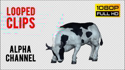 3D Animated Black and White Cow Eating Grass