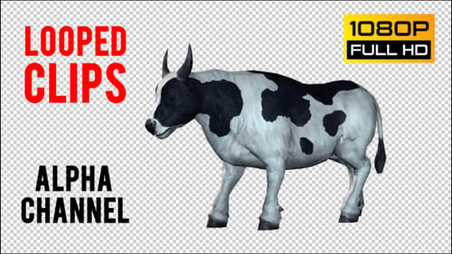 Bull 9