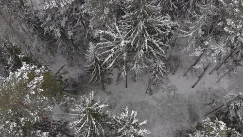 Snowy Forest Aerial View in Winter