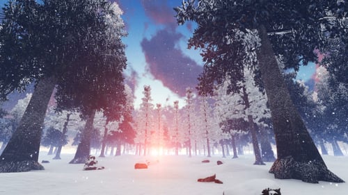 Beautiful Winter Forest