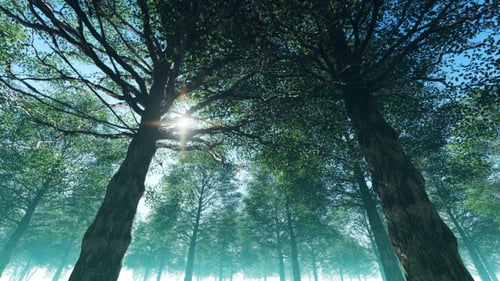 Forêt fantastique