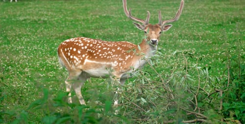 Spotted Fawn Eating Green Leaves in Grassy Field