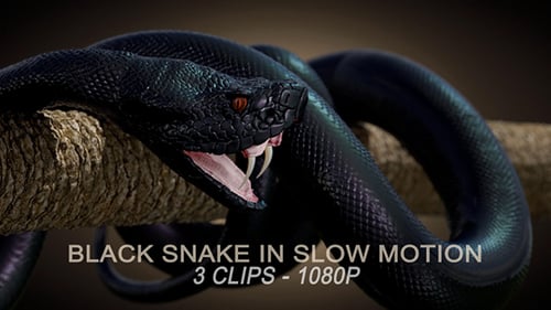 Realistic Black Snake with Open Mouth and Fangs 3D Animation