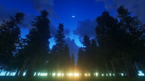 The mysterious Magical Forest