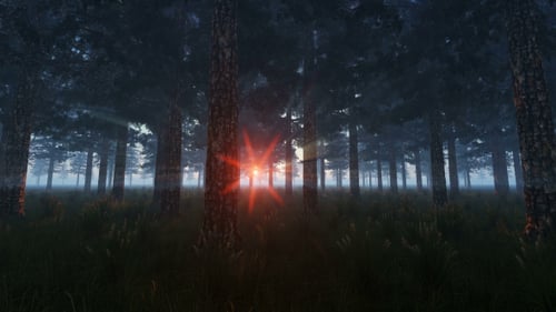 Pine Forest at Sunset