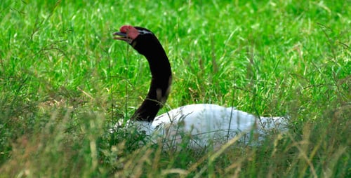 Black-Necked Swan Resting in Green Grass