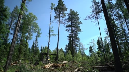 Forest Harvester in Action - Cutting Down Tree.