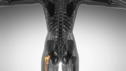 Human Anatomy: Highlighted Femur Bone and Hip Joint Medical Animation
