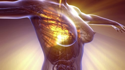 Human Body with Visible Lungs