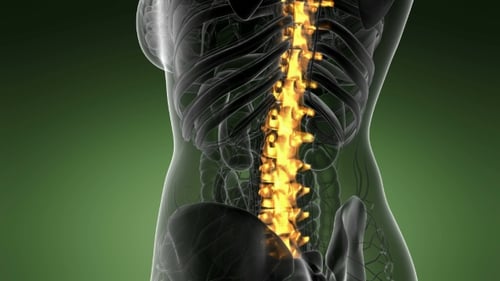 3D Animated Human Spine Glowing within Transparent Torso