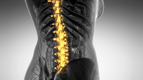 Animated 3D Model of Human Spine in Translucent Body