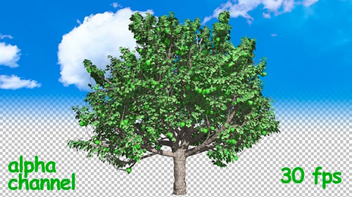 Apfelbaum