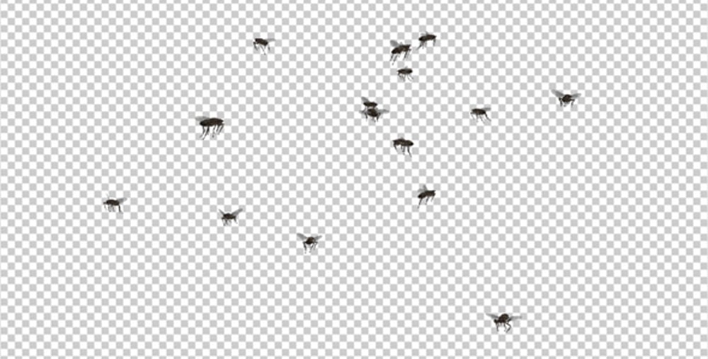 Animated Swarm of Realistic Flies with Alpha Channel, Bugs Motion ...