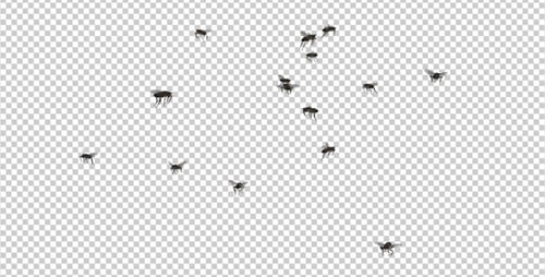 Fly Swarm - Flying Around - 4K