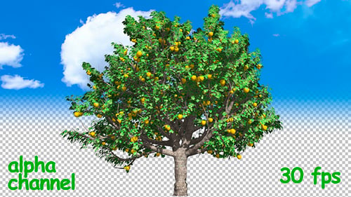 Apfelbaum
