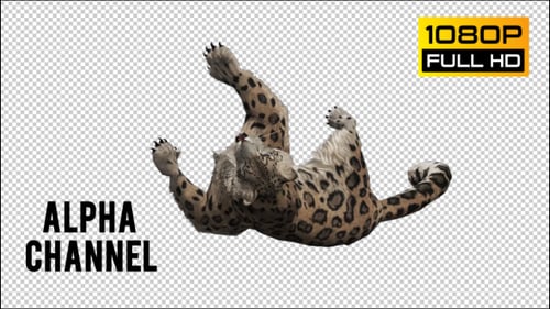 Leopard 3