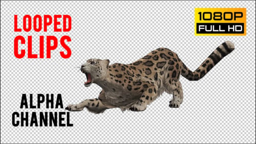 Leopard 6