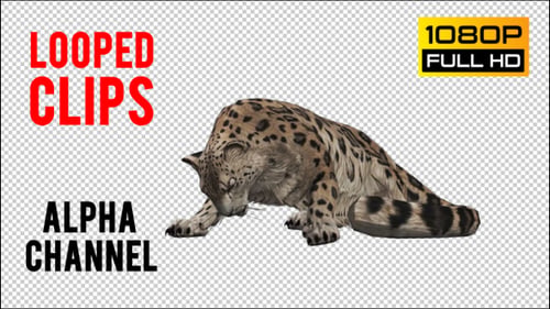 Realistic Animated 3D Snow Leopard Crouching