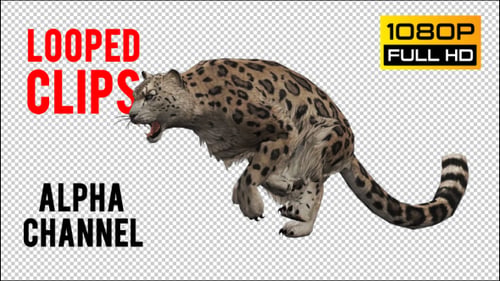 Leopard 8