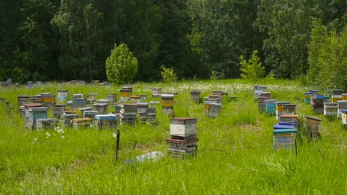 Rucher d'abeilles à la lisière de la forêt. Maisons d'abeilles.