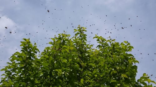 Swarm of Insects Flying Around Green Tree