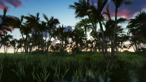 Tropical Jungle