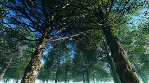 Large Trees in the Jungle