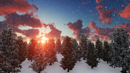 Sunny Winter Forest