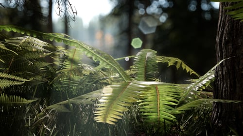 Leben im Wald 3