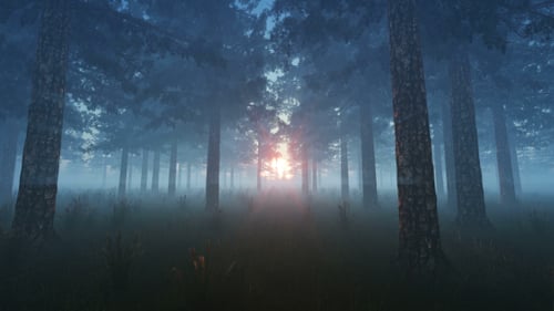 The Forest and Sun