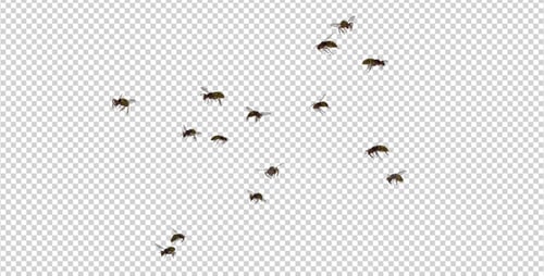 Realistic Flying Bees Swarm Alpha Channel Animation