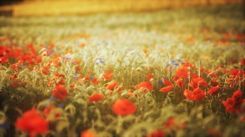 Sunset in the Wild Flower Field