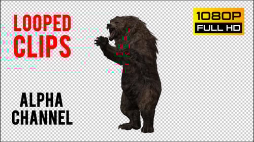 Realistic Roaring Grizzly Bear Animation