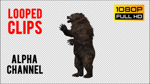Bär 13