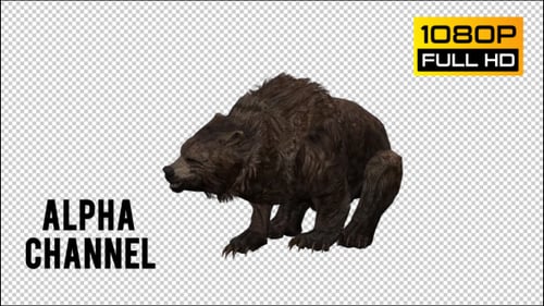 Realistic Walking Bear Alpha Channel Animation