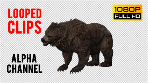 Bear 18
