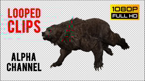 Realistic 3D Brown Bear Walking Animation with Alpha Channel